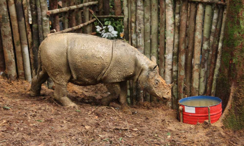 A sumatran rhino in captivity