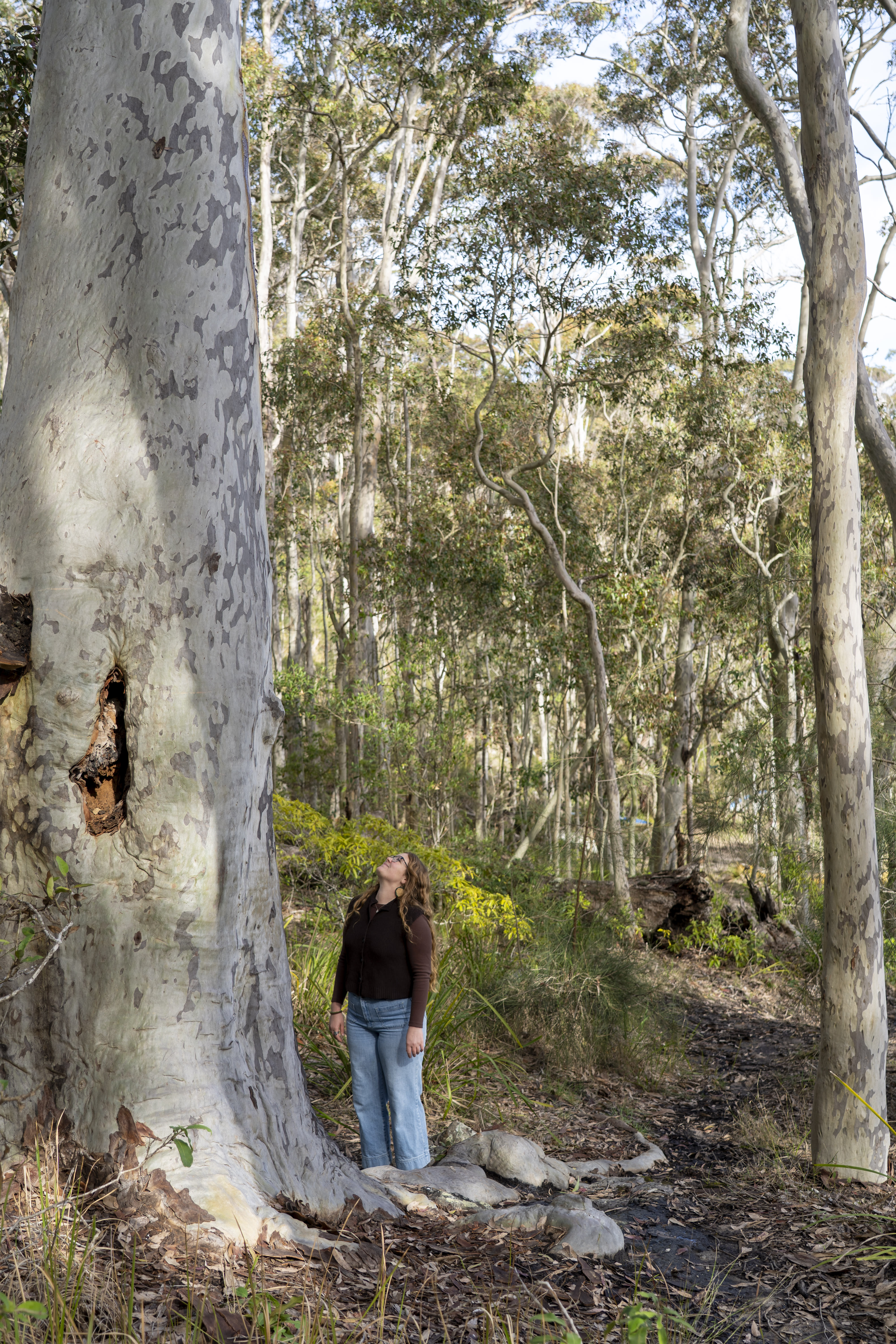 Indigenous nature advocate Takesa Frank among giant Spotted Gums in a forest at The Gantry.
