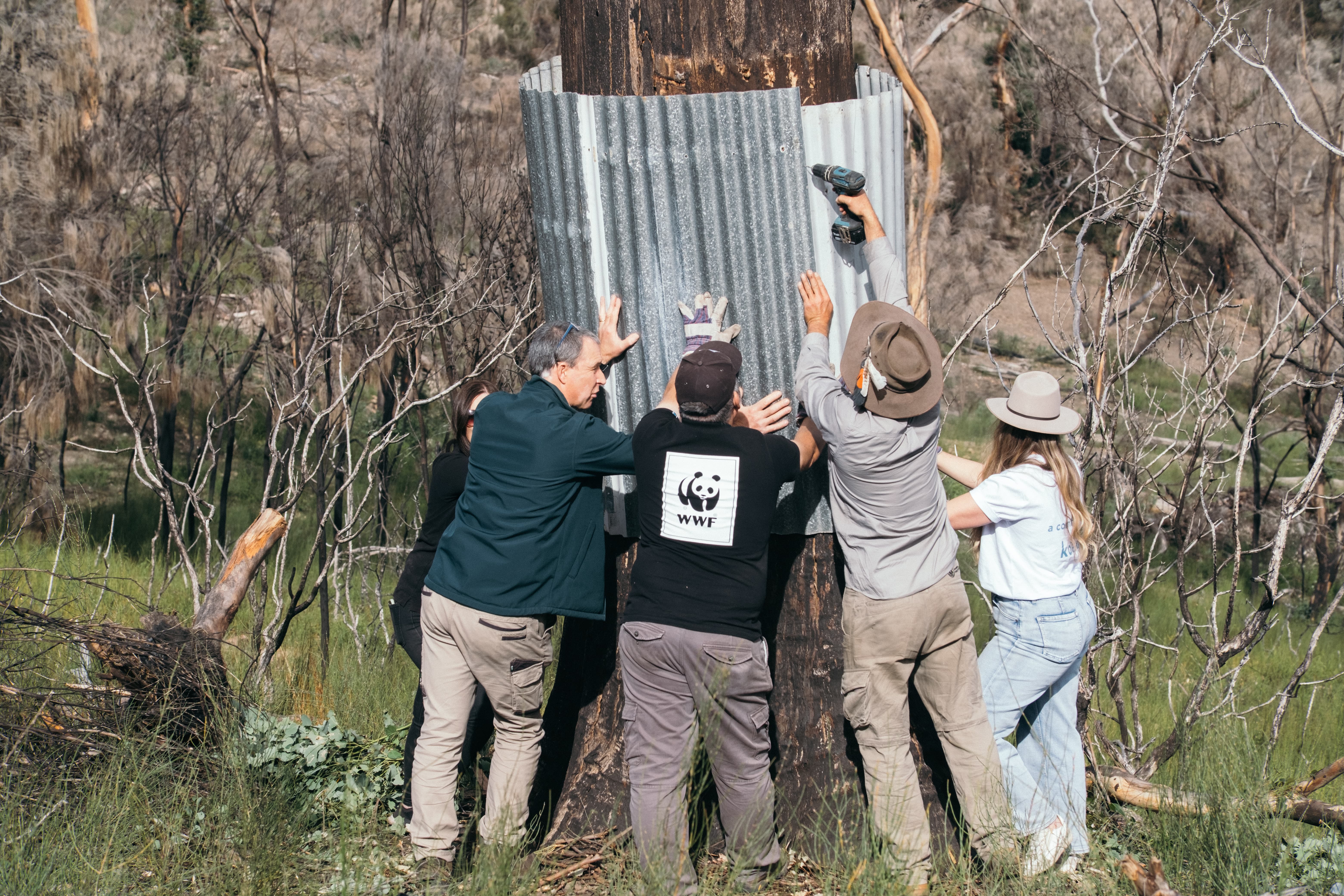 The Glossy Black-Cockatoo, WWF-Australia and Koala team possum-proofing the new ‘cockatube’
