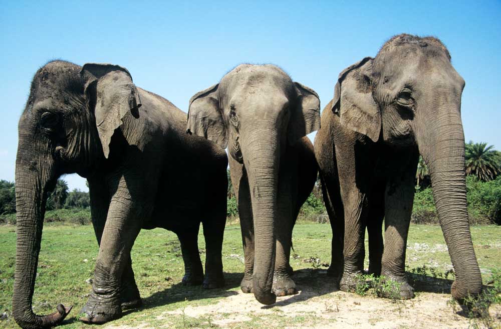 Three asian elephants
