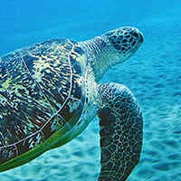 A green sea turtle swims in shallow water at Egypt's Red Sea