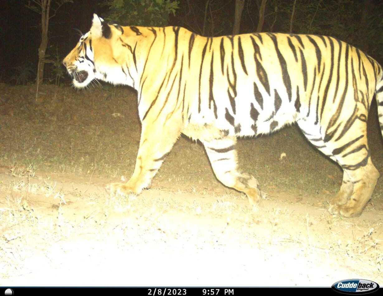 img_tiger_Satpura-Pench_corridor