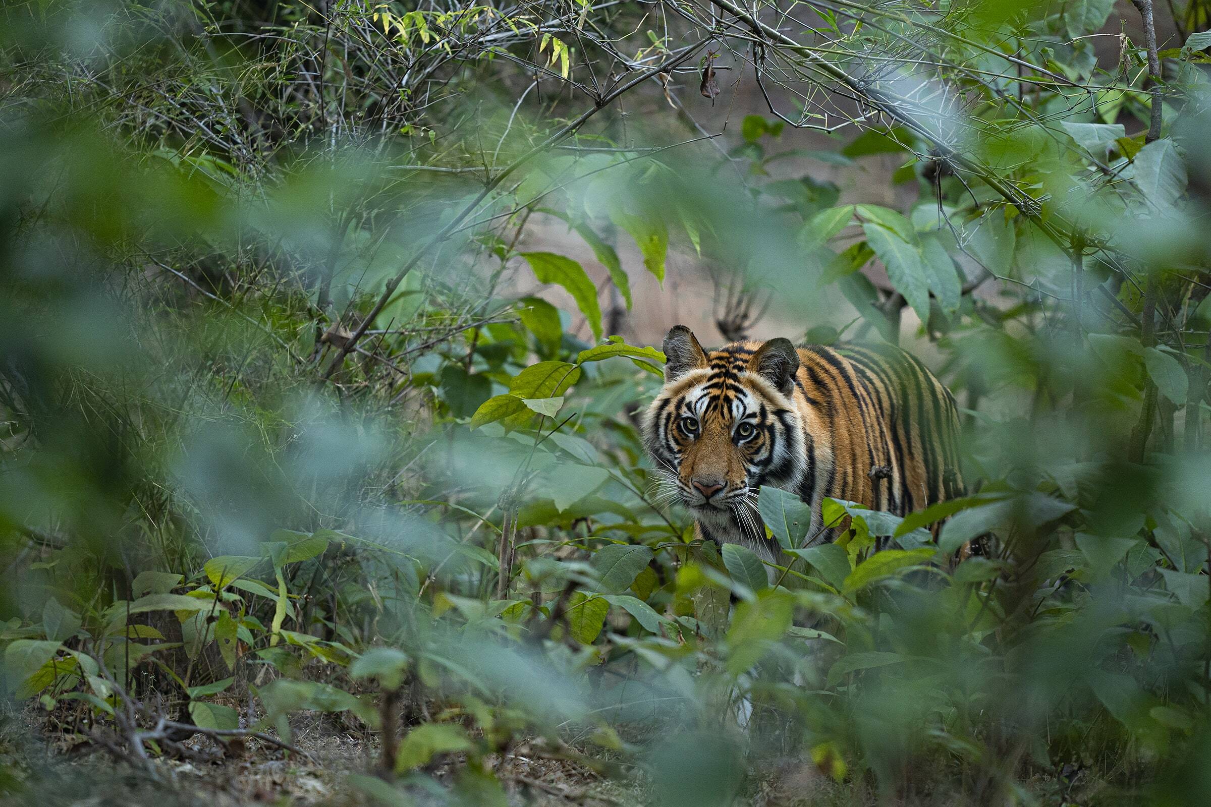 Tiger at Bandhavgarh National Park, India.
