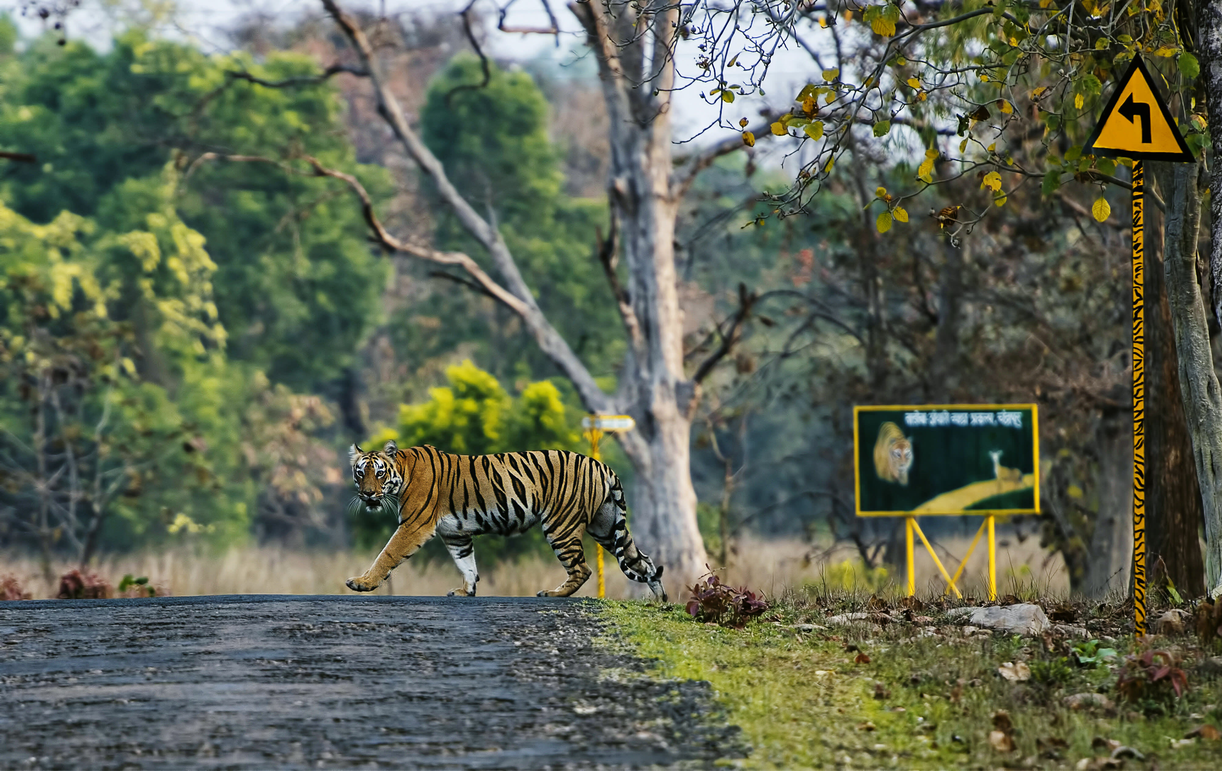 A tiger (Panthera tigris) crossing a road, Tadoba Tiger Reserve, India.