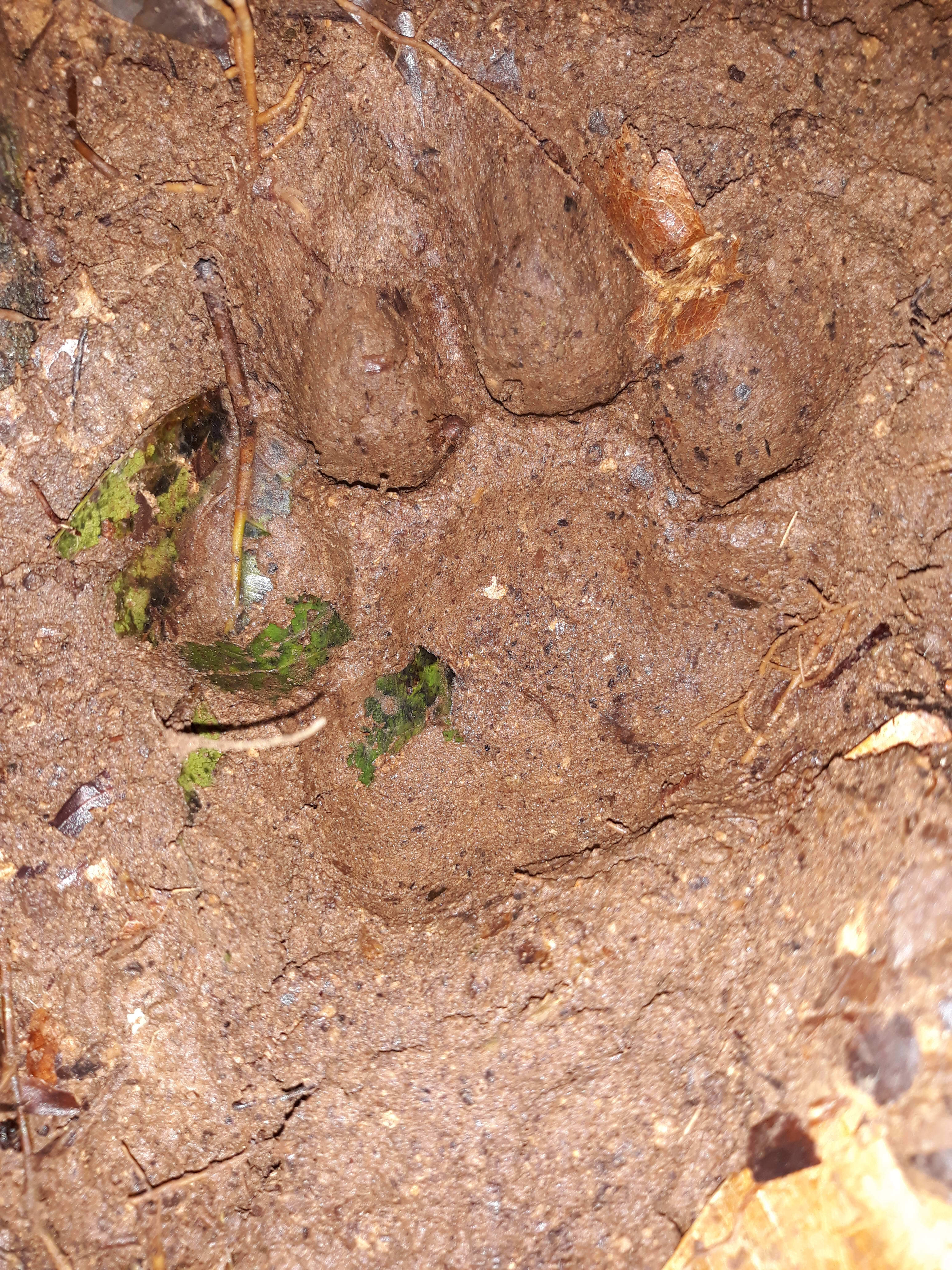 Tiger footprint