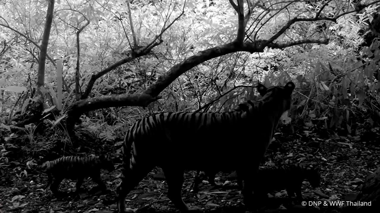 Tigress and 3 cubs caught on sensor cameras in Thailand's Dawna Tenasserim Landscape.