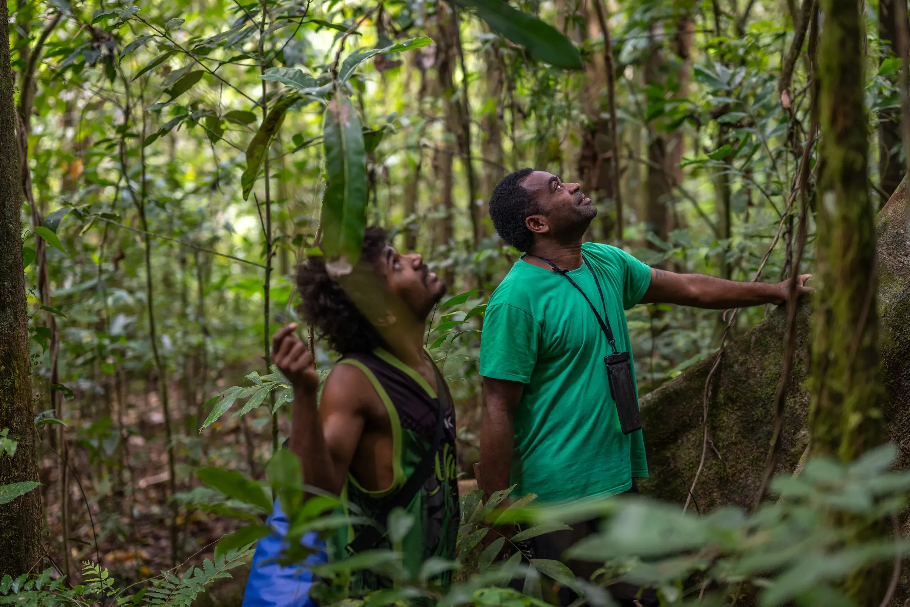 Two people looking up in a forest landscape. The forest is filled with green vegetation, thick brown vines and trees.