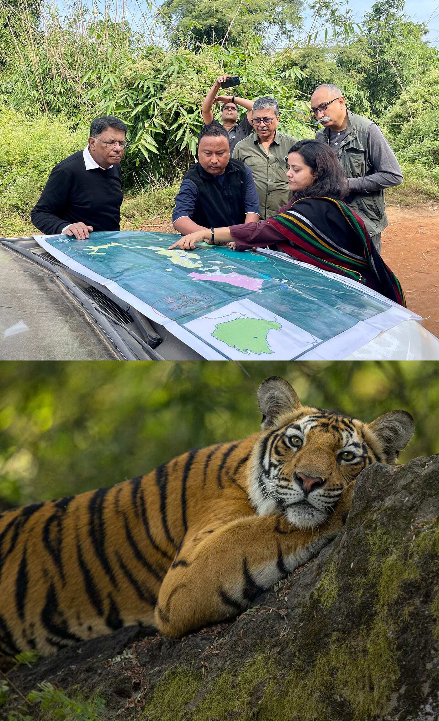 Wildlife and social scientists conducting on-ground surveys. Bottom: Tiger resting at Bandhavgarh National Park, India.