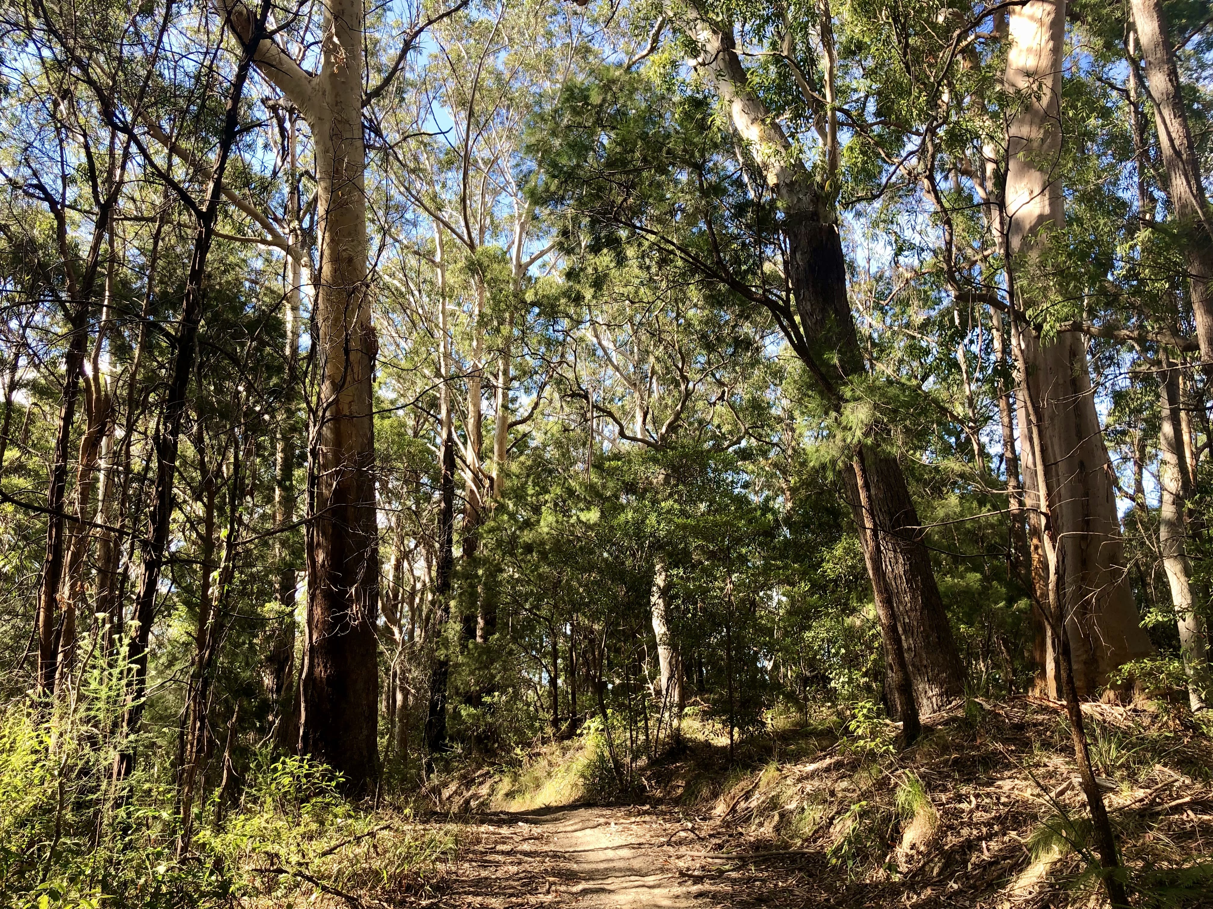 A track in the Bollanolla.