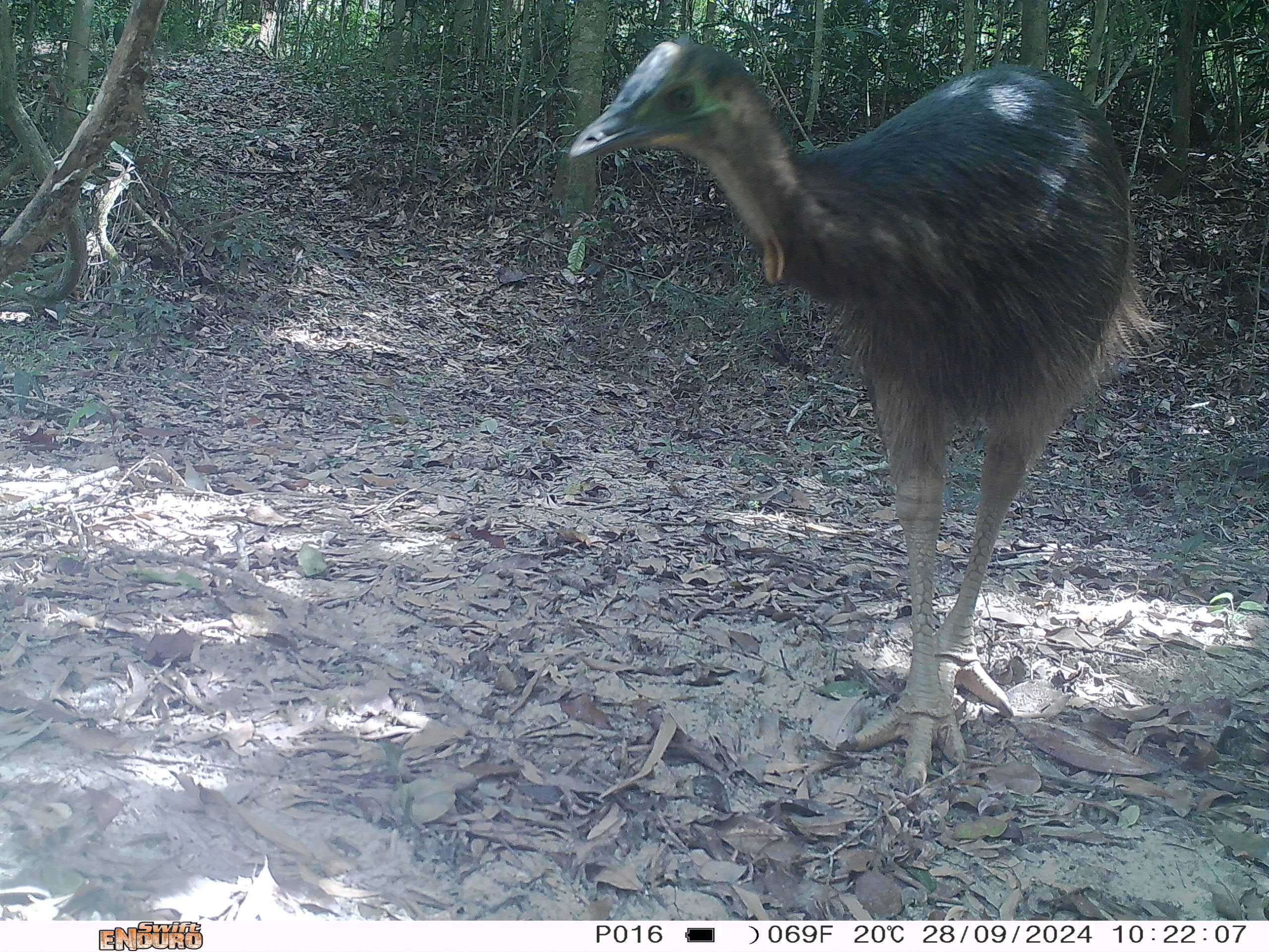 A trail camera detects a young cassowary 40km north of Kuranda