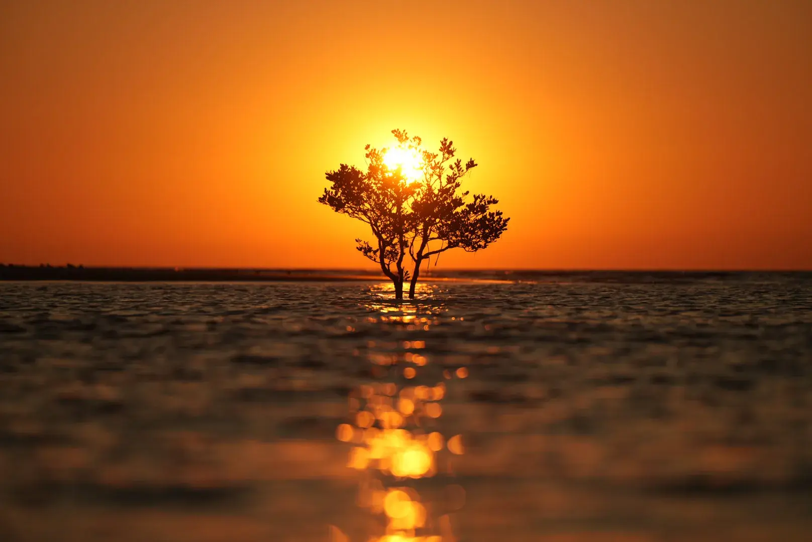 Image of a tree half submerged in water with a sunset behind in Northern Australia. The sky is orange and the tree is slightly obscuring the sun. © Nick Weigner