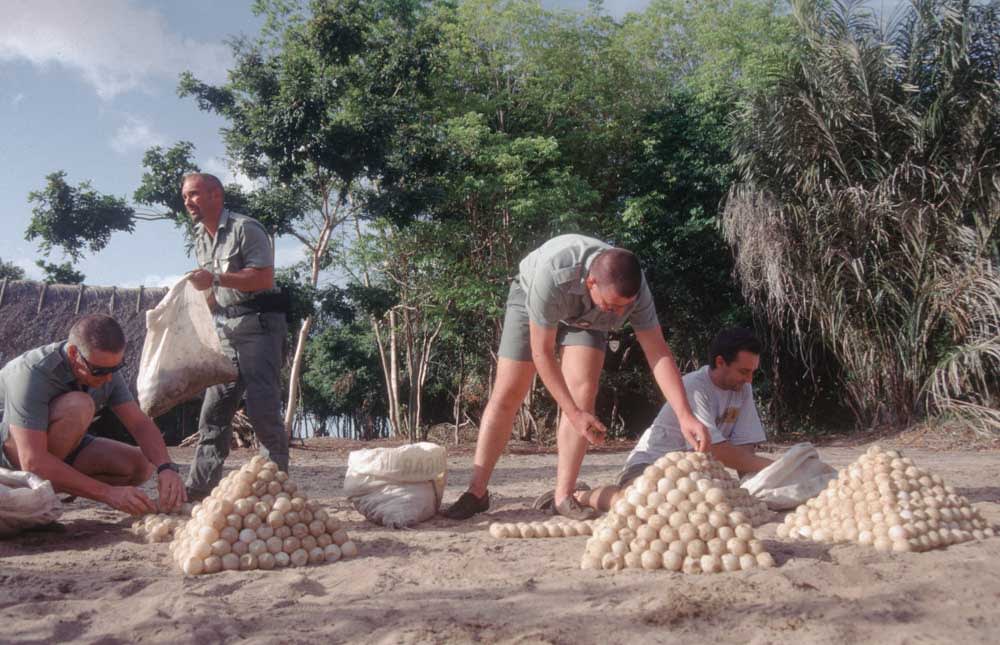 Turtle eggs collected from illegal wildlife trade by&nbsp;the ONCFS