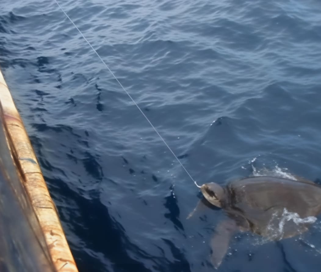 img_turtle_longline