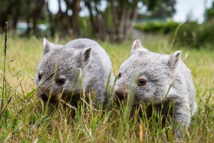 The Bass Strait Island Wombat is one of the culturally significant species soon to return to lungtalanana