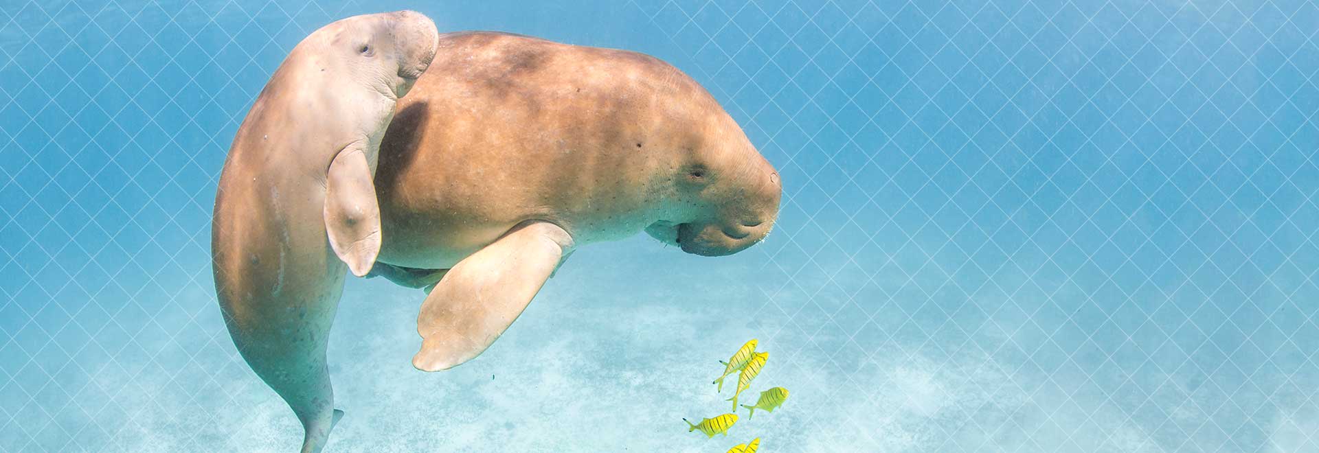 Dugongs banner