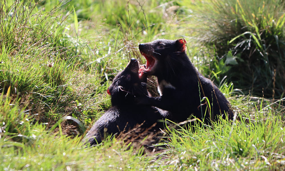 Two Tasmanian devils (Sarcophilus harrisii) tussling at Devils@Cradle Tasmanian devil sanctuary.