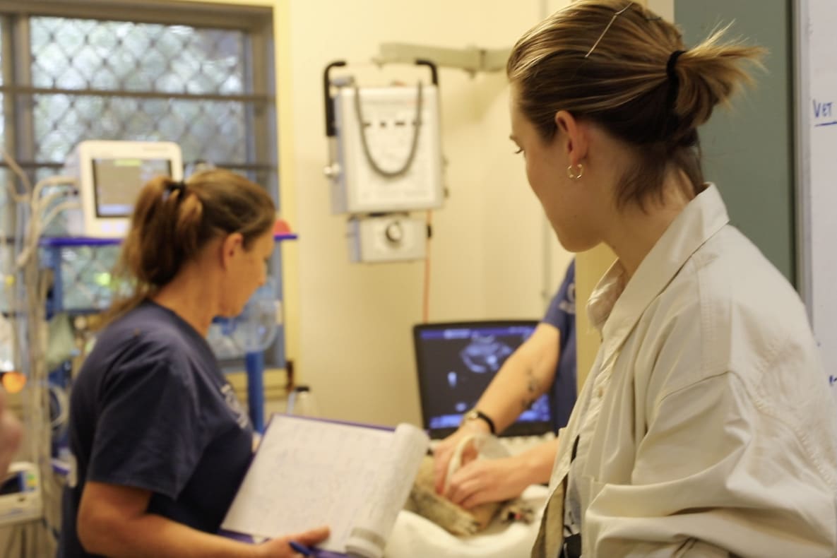 Victoria Lee watches on as nurses do a health check on a joey koala at Friends of the Koala
