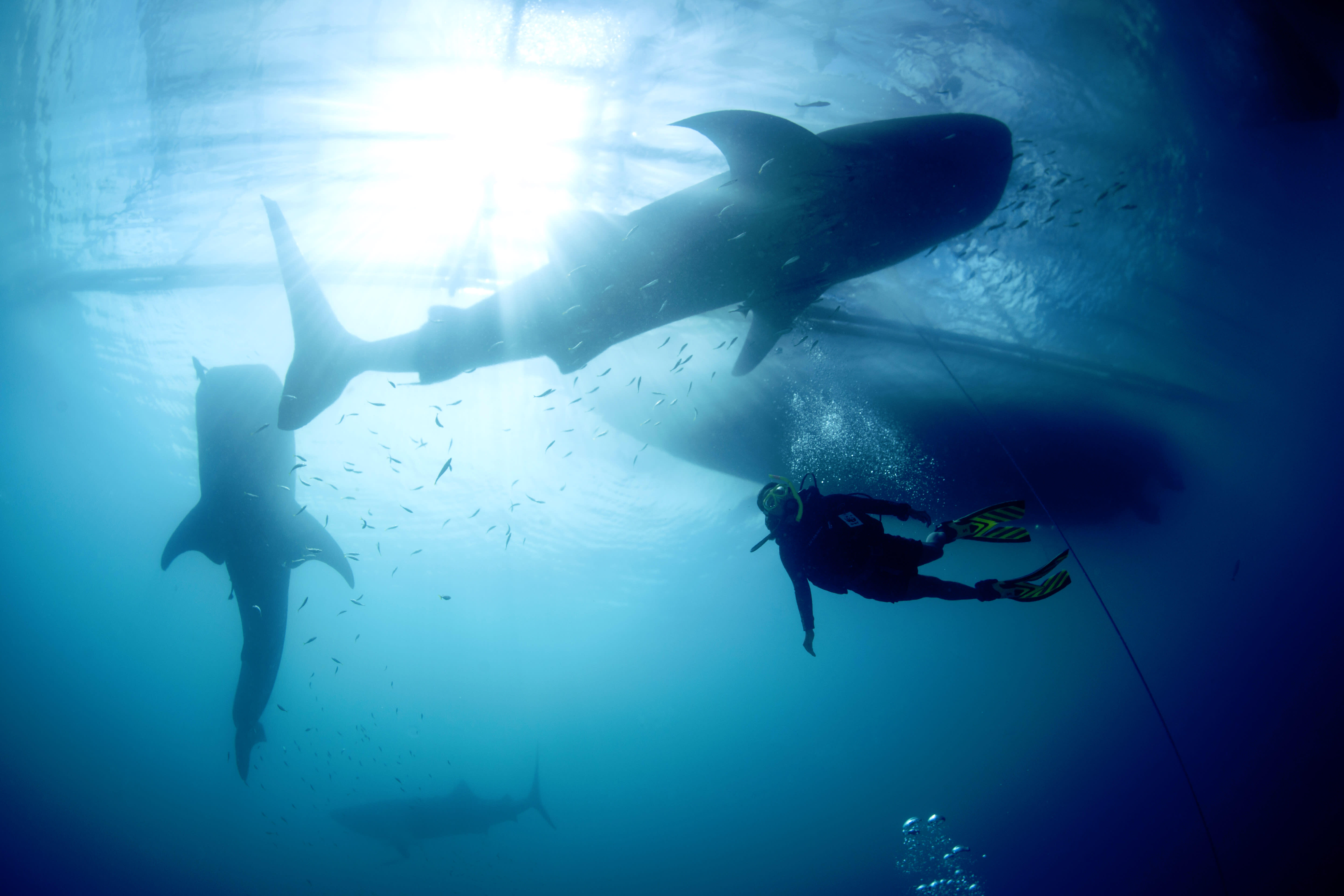 Whale shark (Rhincodon typus) with diver