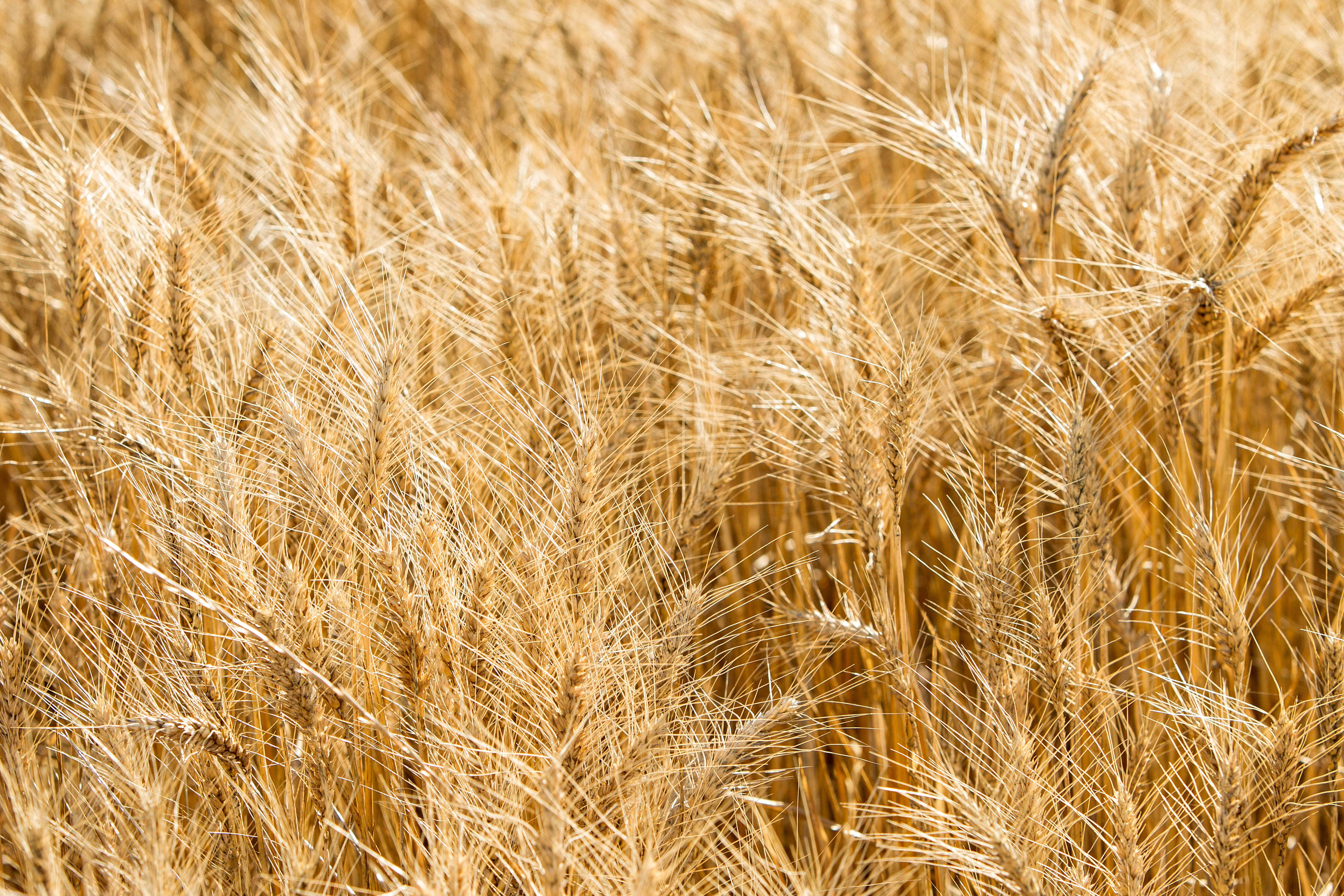 Wheat field at Peter Holding's farm, Western Australia. Food security