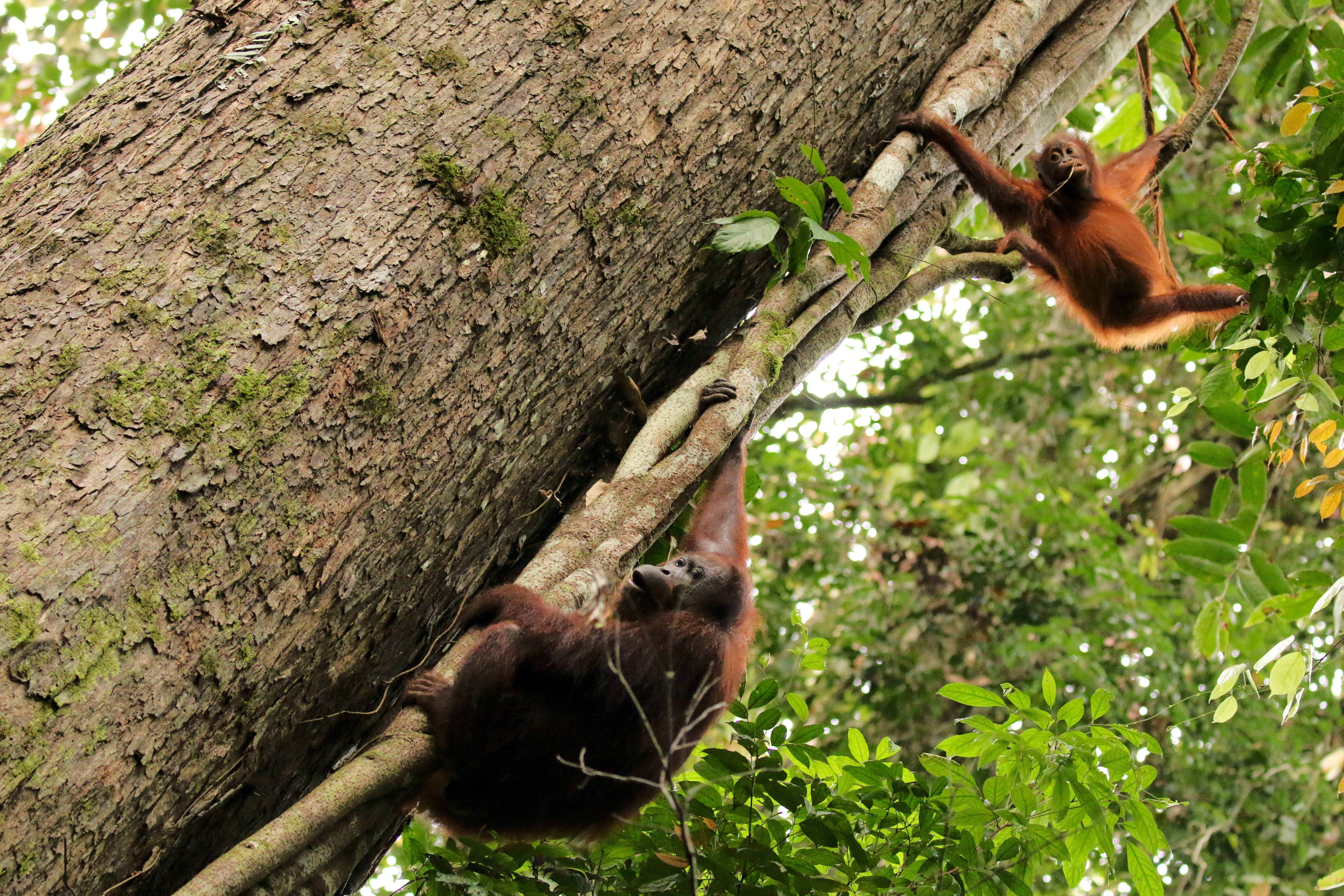 Wild Bornean orangutans (Pongo pygmaeus pygmaeus) playing in trees, Danum Valley Conservation Area, Sabah, Borneo, Malaysia.