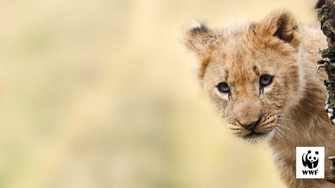 Cub