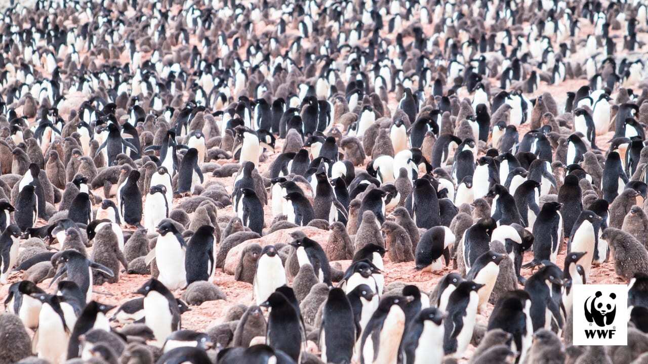 Pengins desktop wallpaper