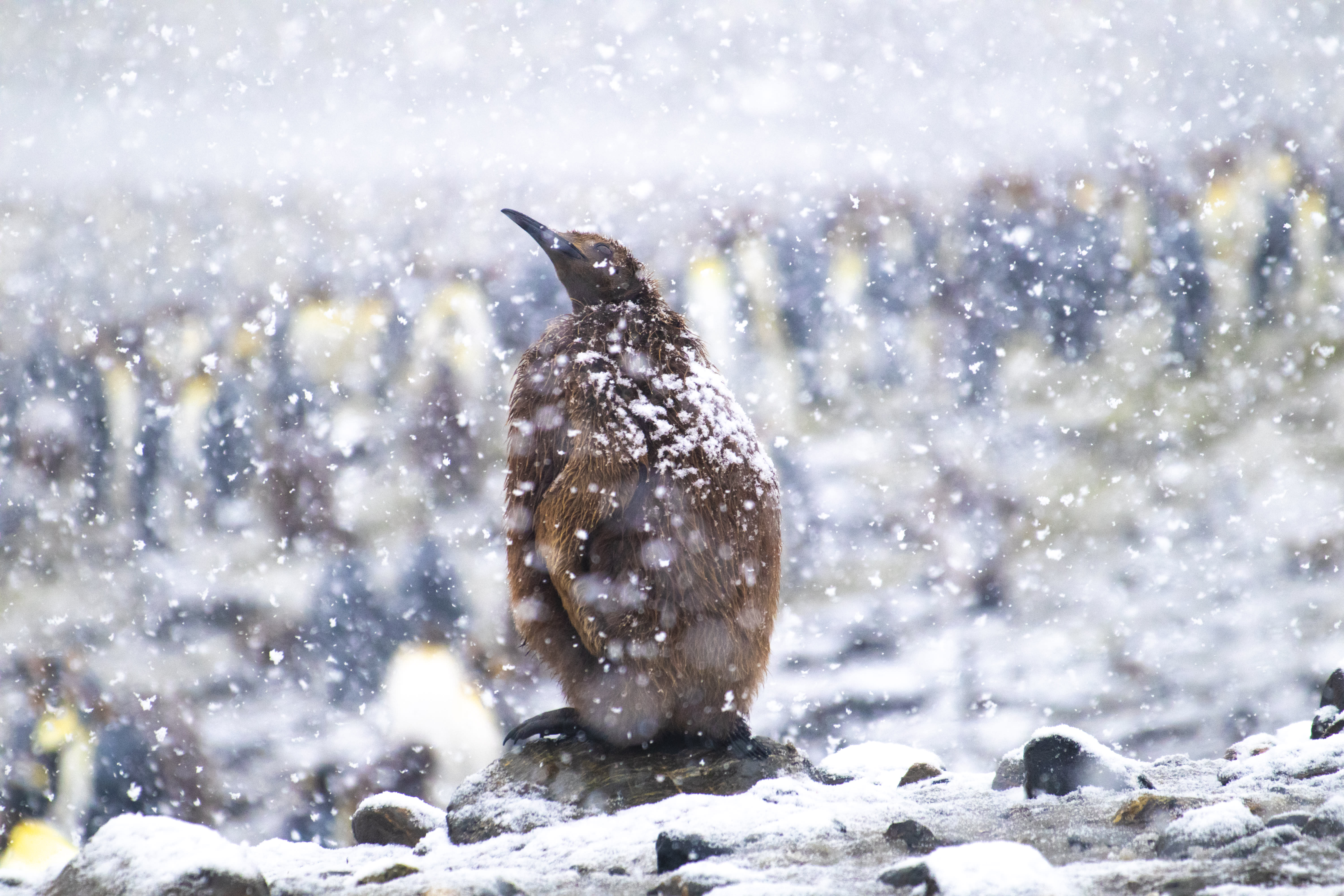 King Penguin Chick in South Georgia