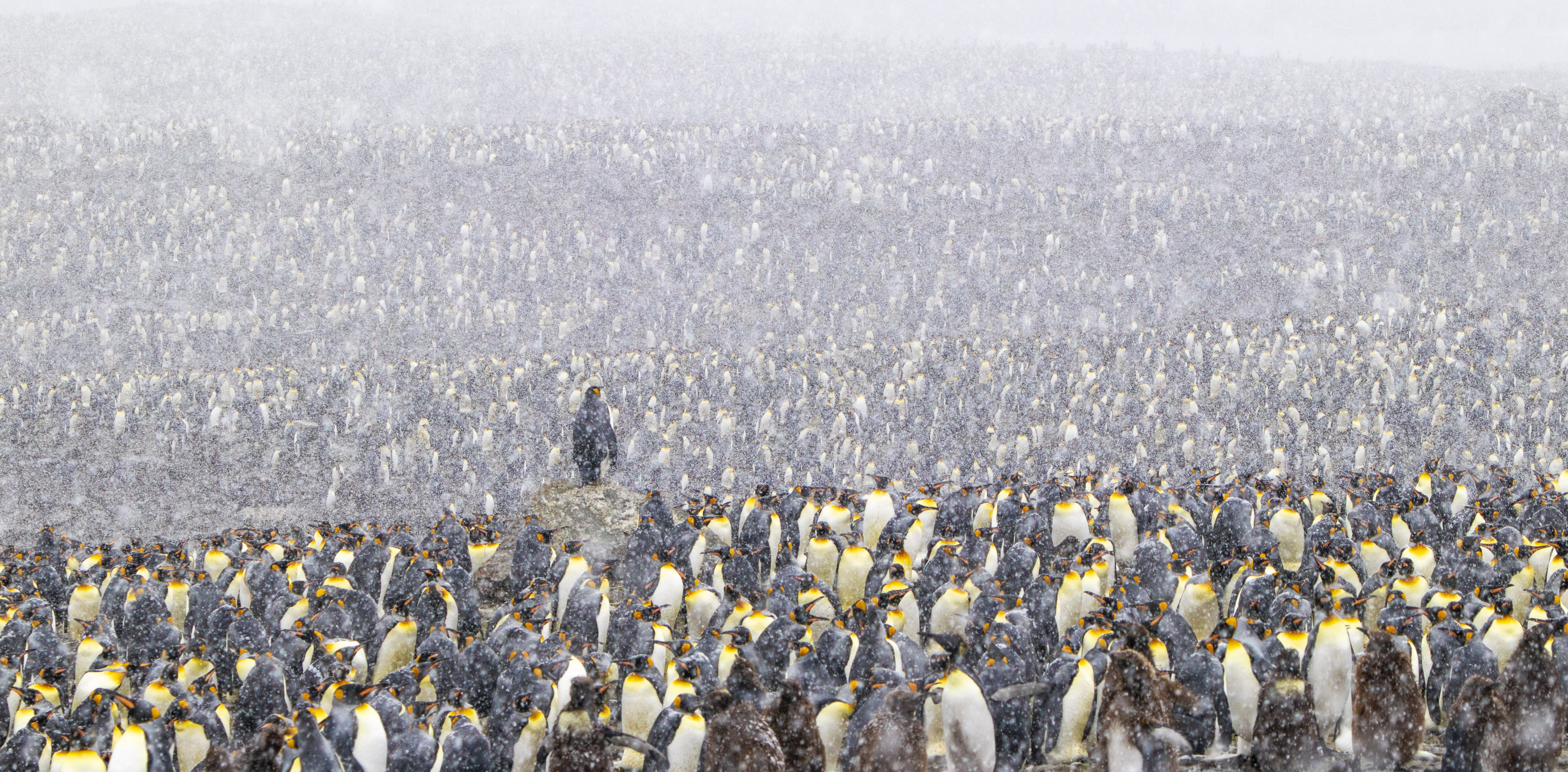 King Penguins in Saint Andrews Bay