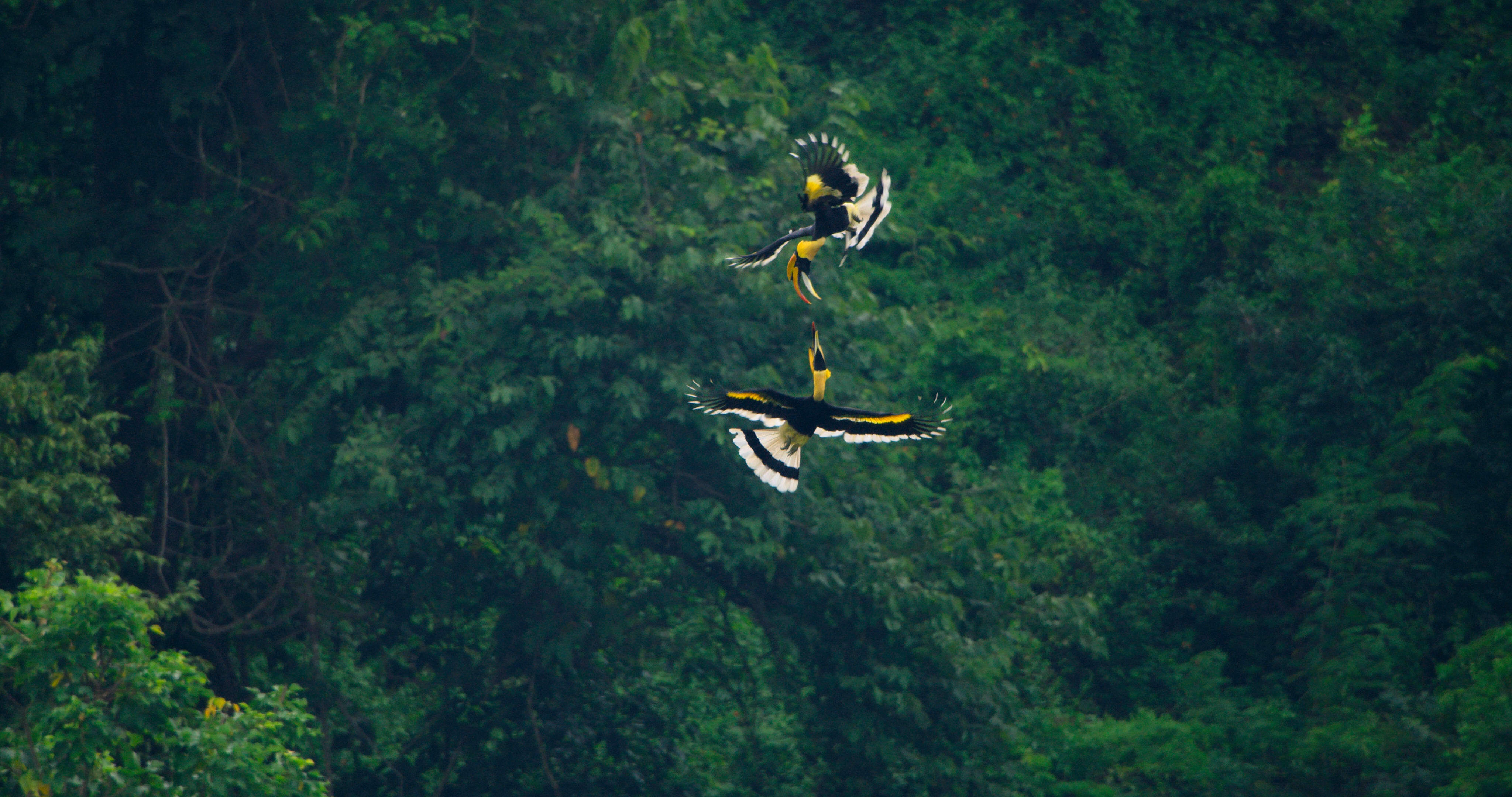 img_hornbill_males_battle