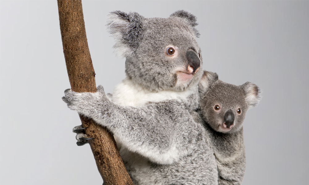 Mum koala and her joey against a grey background