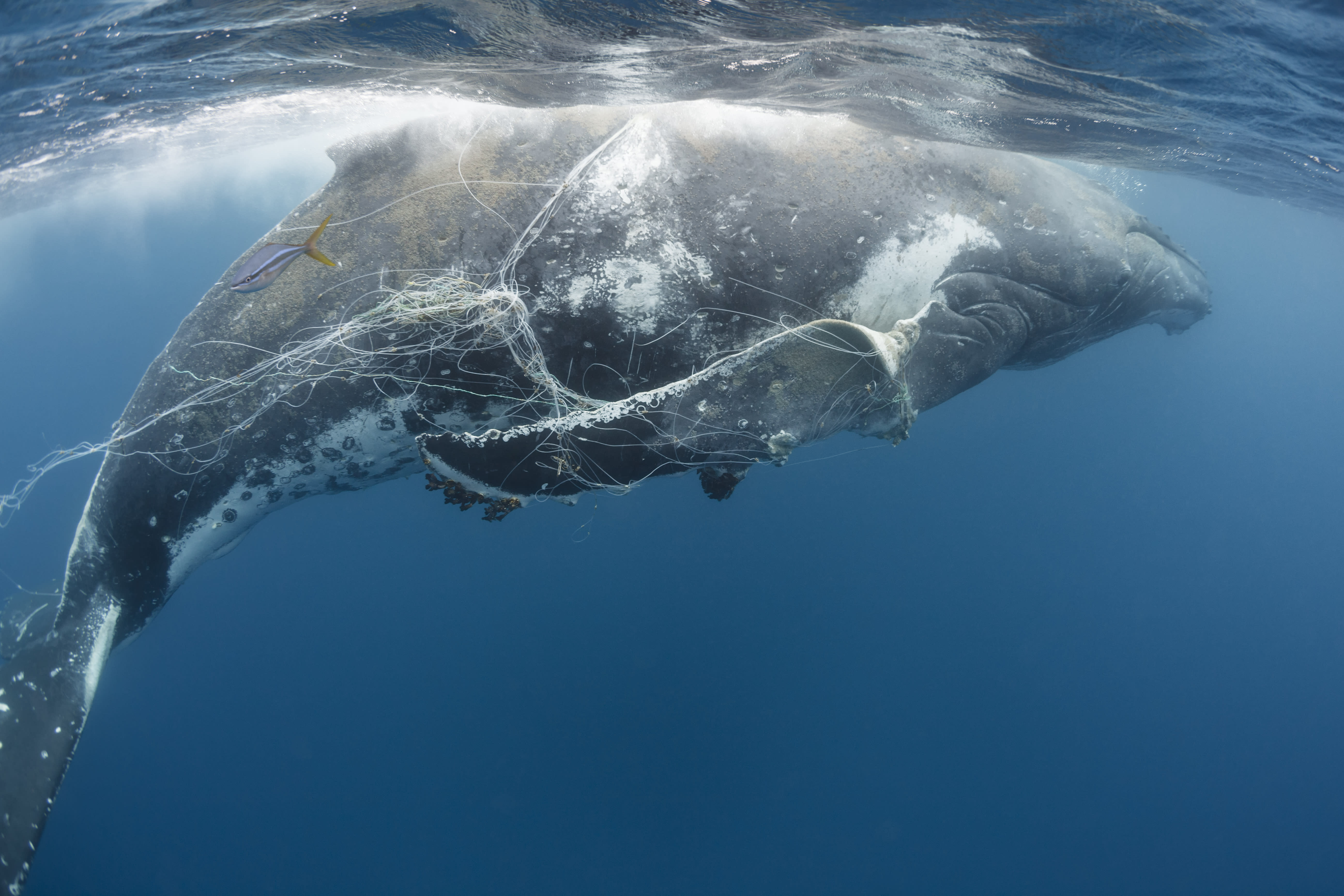 Humpback whale entangled in longline fishing gear.