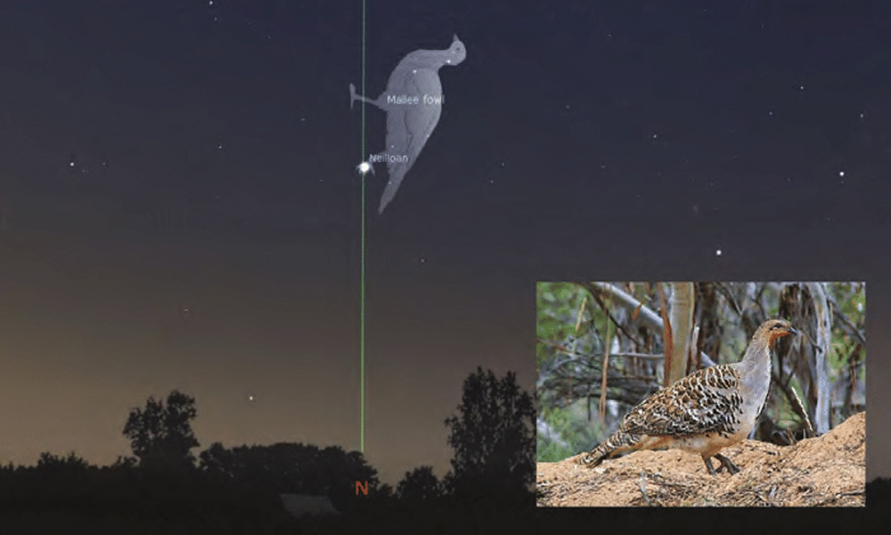 Neilloan the malleefowl. Image courtesy of Stellarium/Wikimedia Commons.