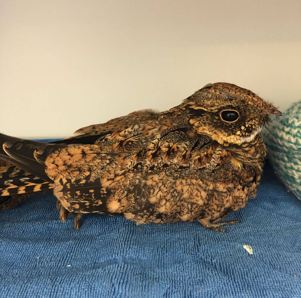 Nightjar in care