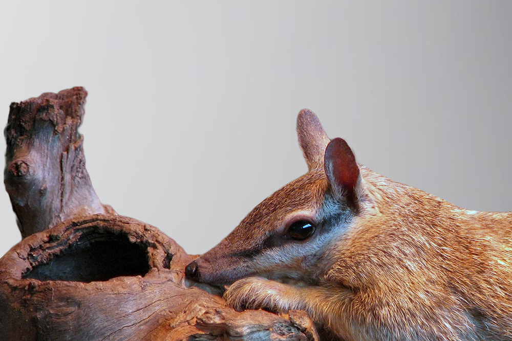 Numbat against grey background