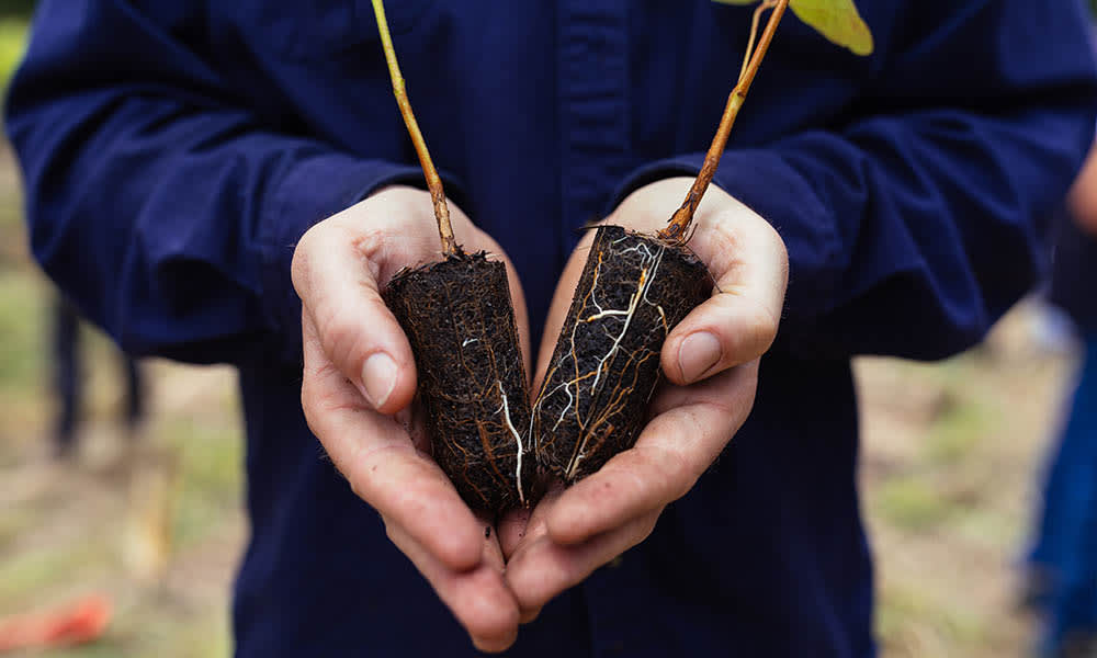 plant_in_hand_koala_habitat_restoration