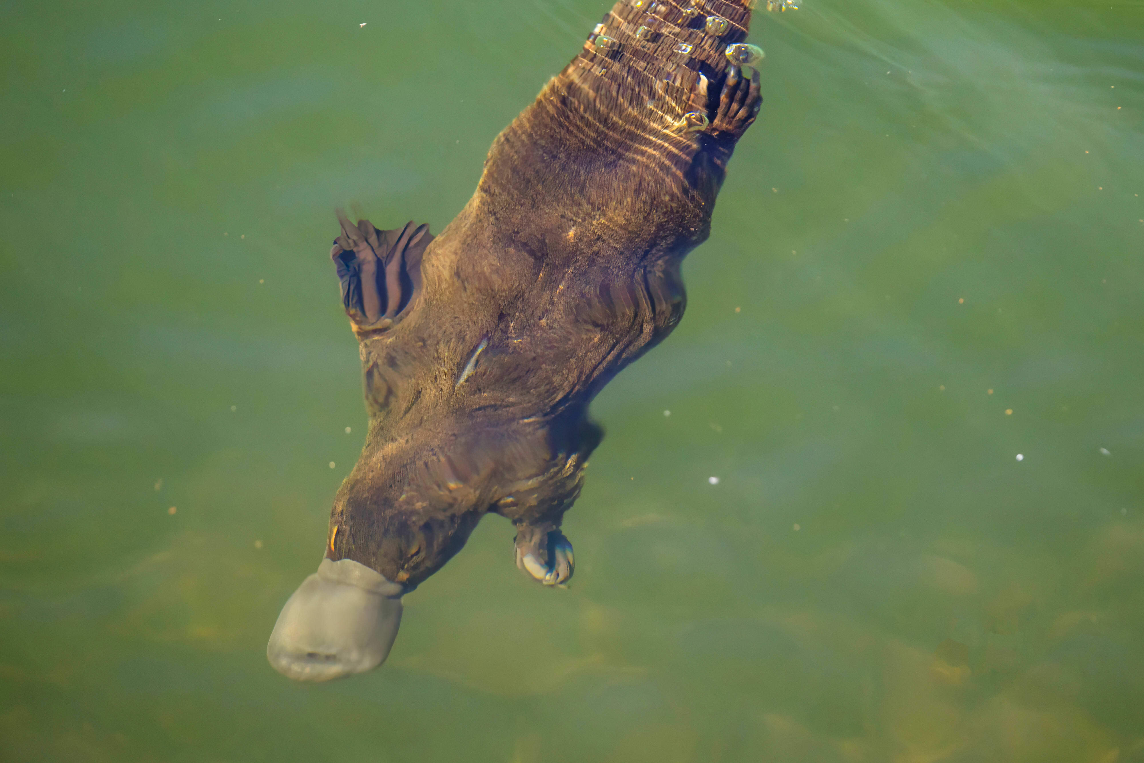 Platypus underwater
