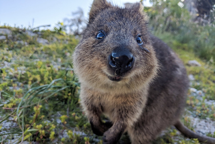 Quokka (Setonix brachyurus) on Rottnest Island, Western Australia
