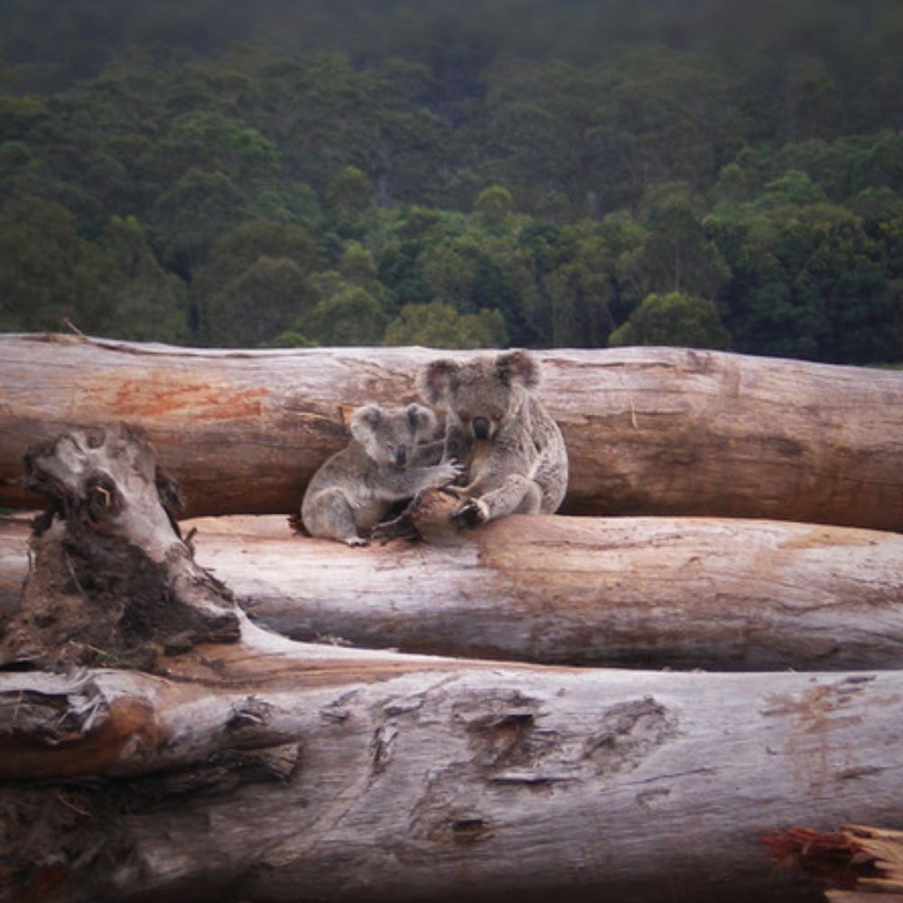 Koala mother and joey seeking refuge on a bulldozed log pile