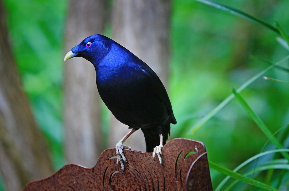 Satin bowerbird