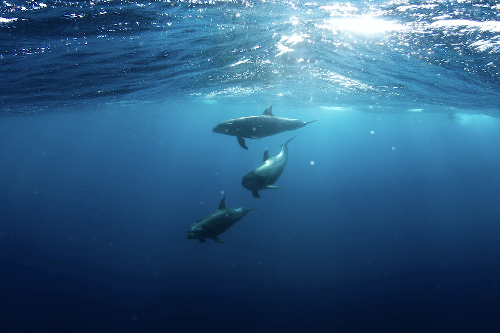 Bottlenose dolphins swimming in the ocean