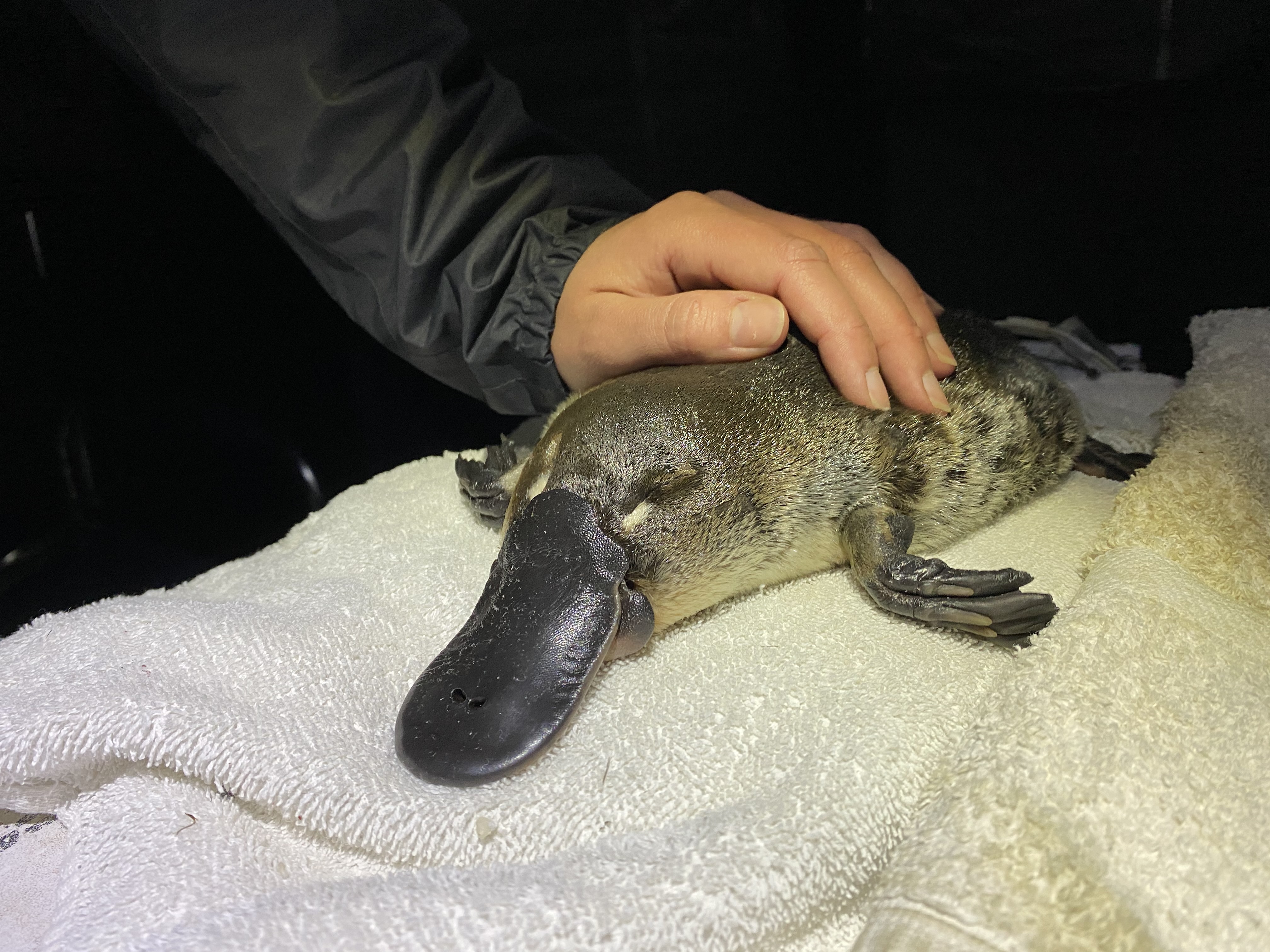UNSW platypus researcher Tahneal Hawke processing a platypus