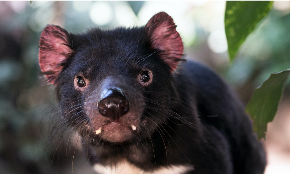 Tasmanian devil