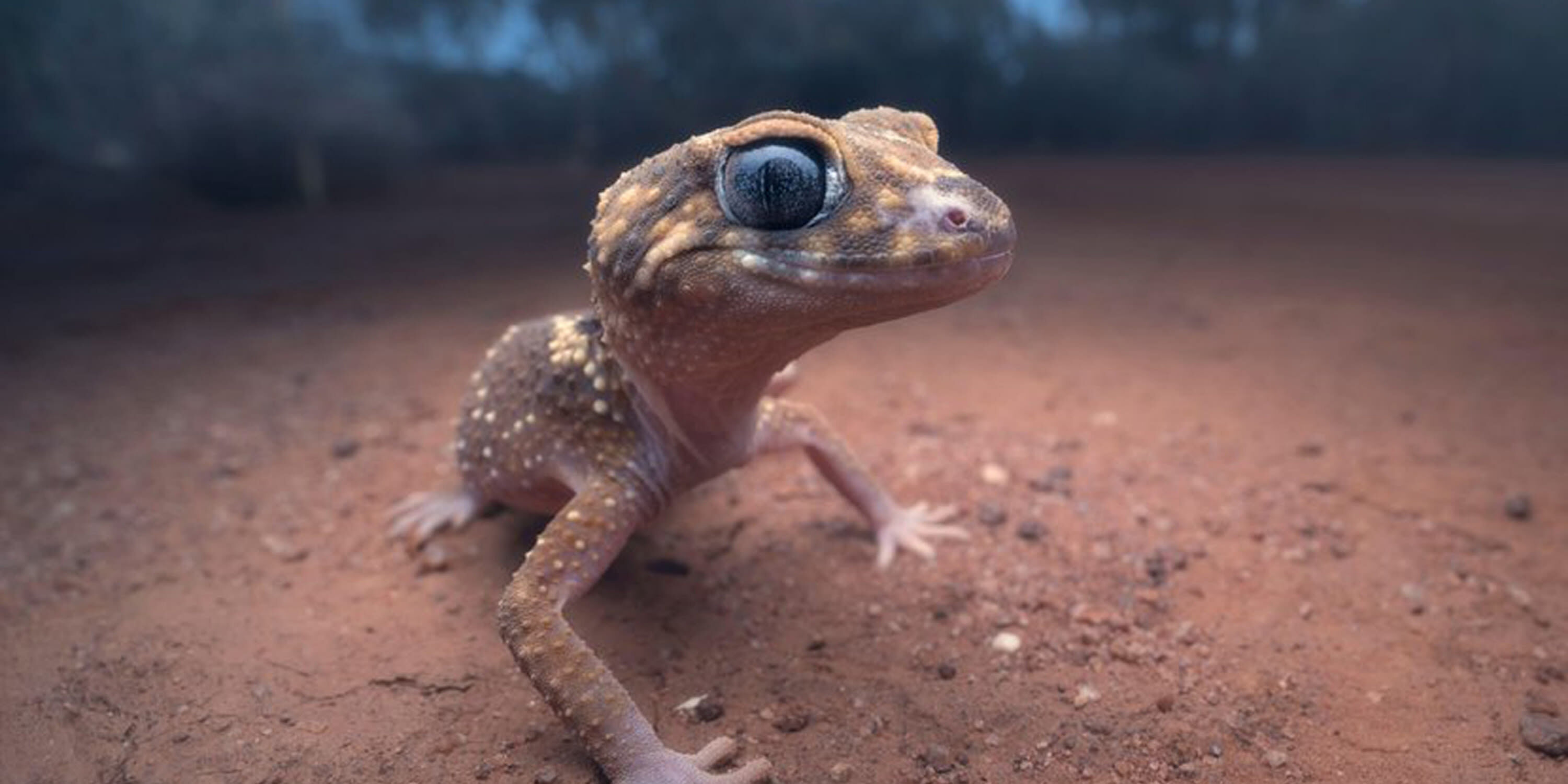 Stock: Portrait of a barking gecko (Underwoodisaurus milii) The Mallee, Victoria