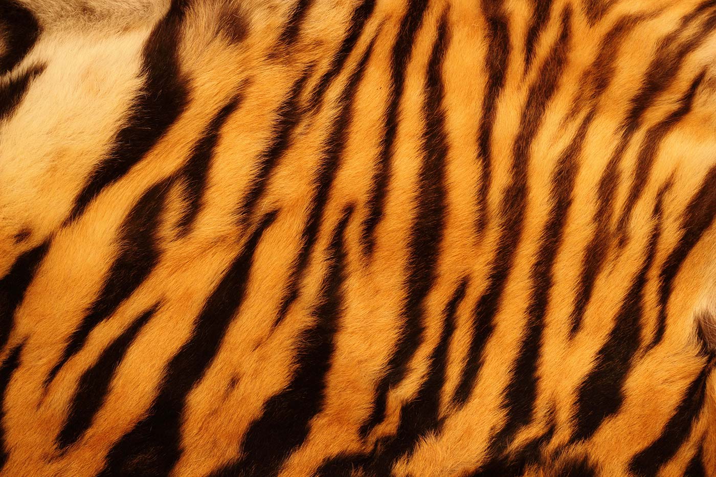 img-tiger-stripes