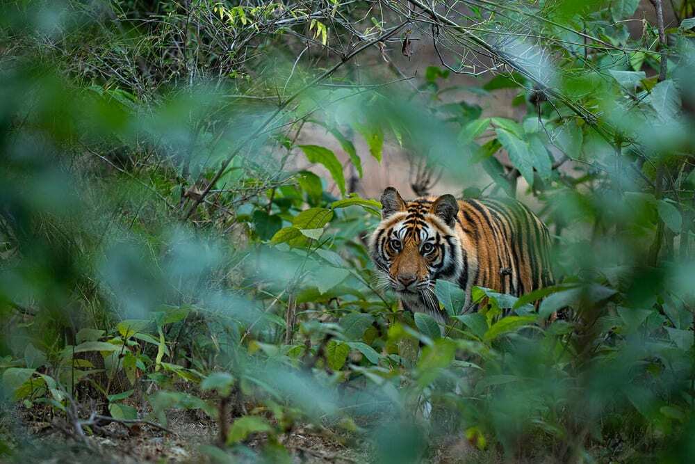 A tiger looks at the camera through lush green vegetation.