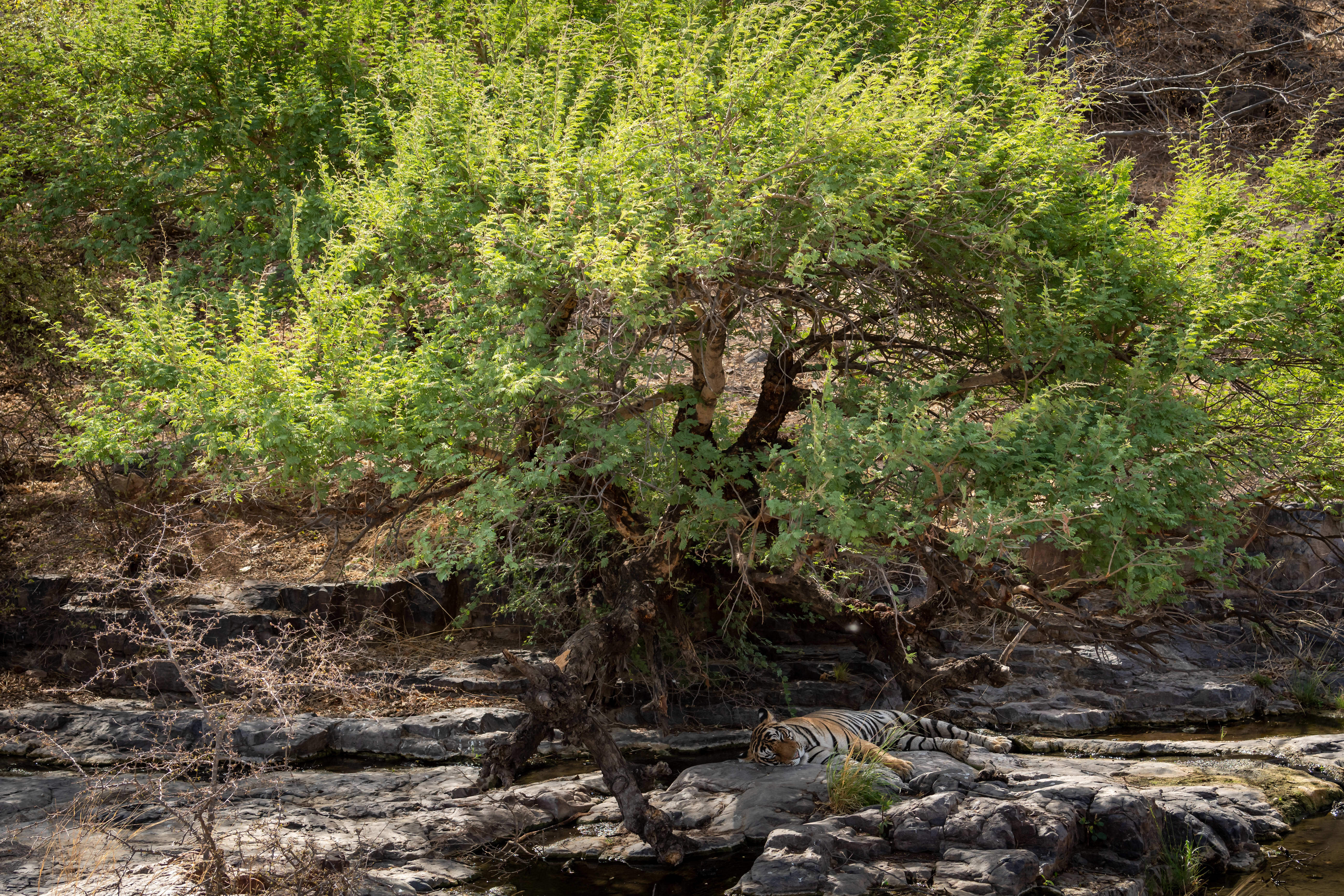 A male tiger lies asleep under a green tree. His stripes and colourings makes him difficult to see amongst the dappled light and colours of his habitat.