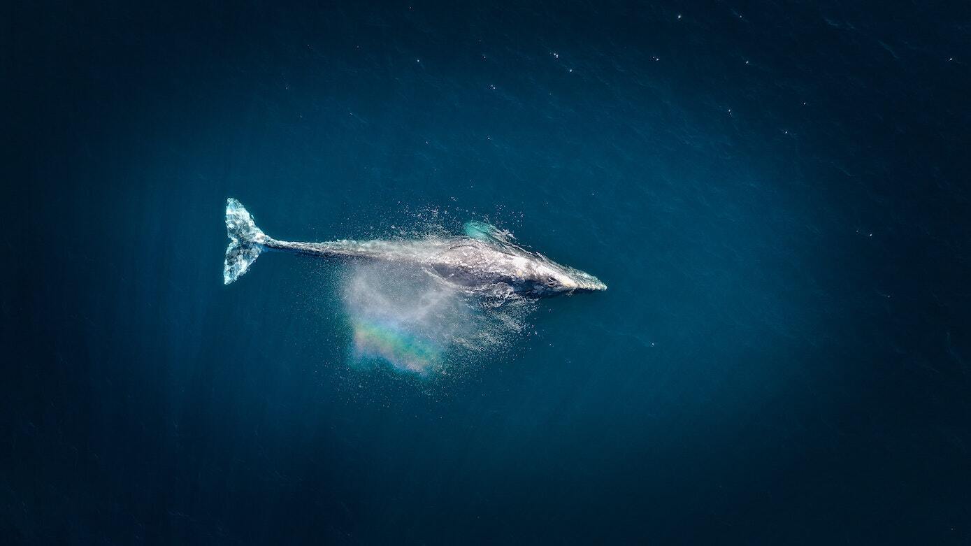 Whale swimming in the ocean