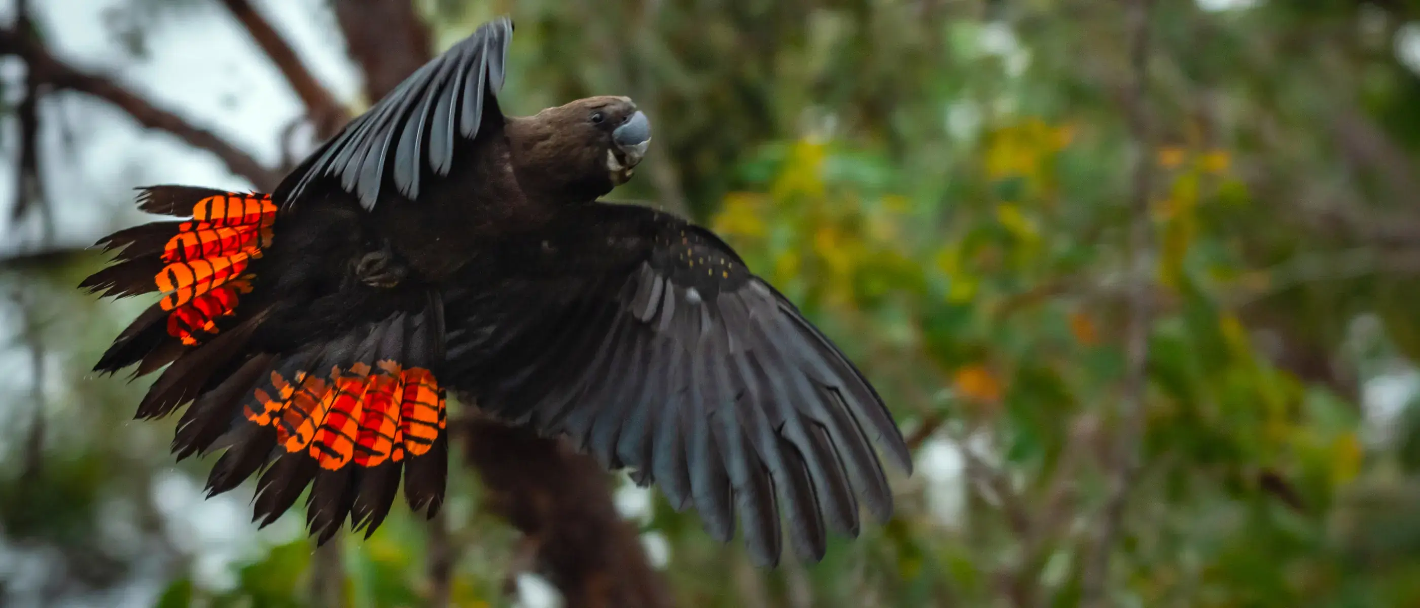 A glossy black cockatoo flies across the image from left to right. The birds wings are spread and the background includes a green native Australian forest