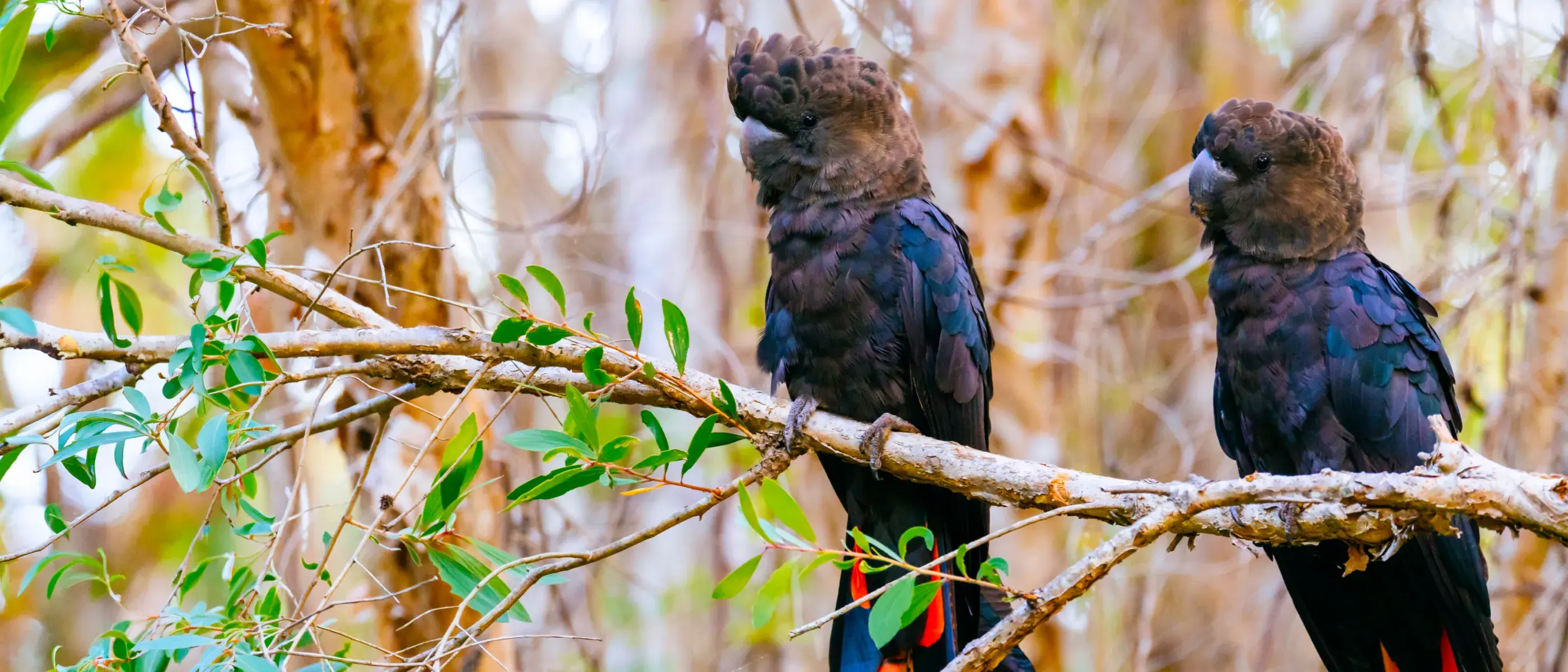 Two glossy black cockatoos percehd on a branch in an Australian native forest scene.