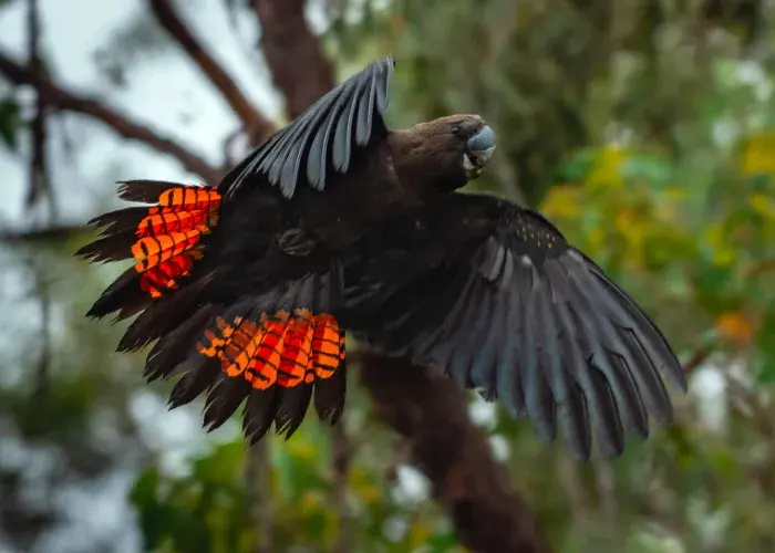 A male glossy black-cockatoo in flight against a green Australian native forest background